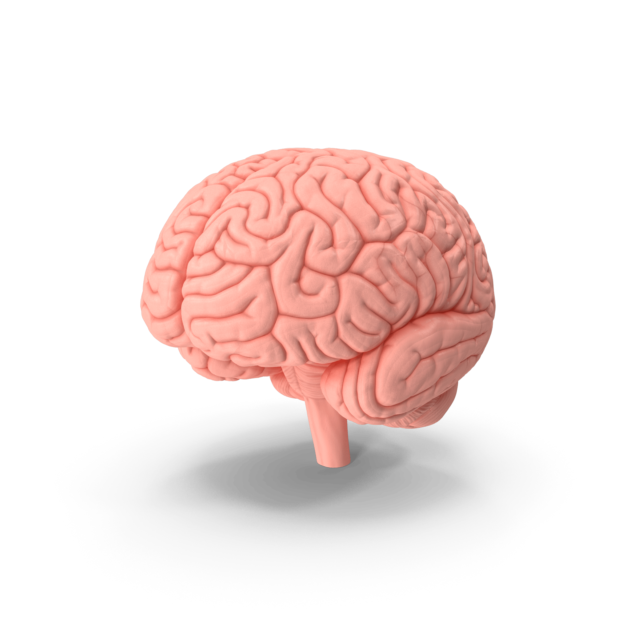 HumanBrainPlasticModel.H03.2k